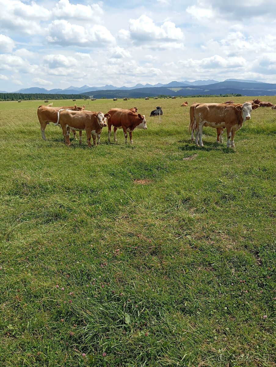 Jalovica