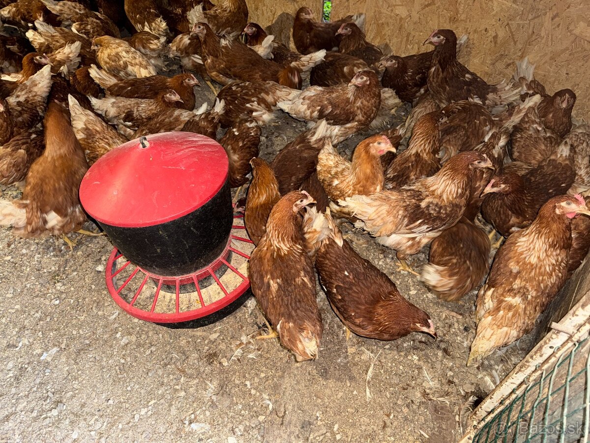 Sliepky Mládky Nosnice Lohman