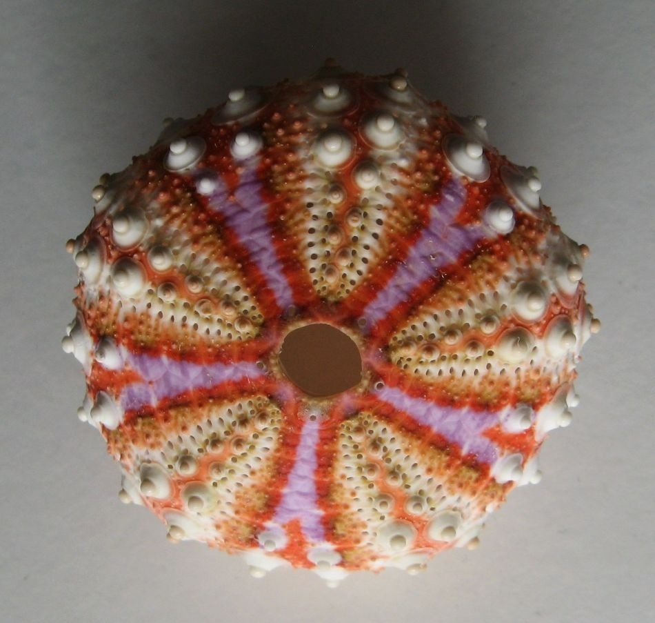 Vzácný mořský ježek