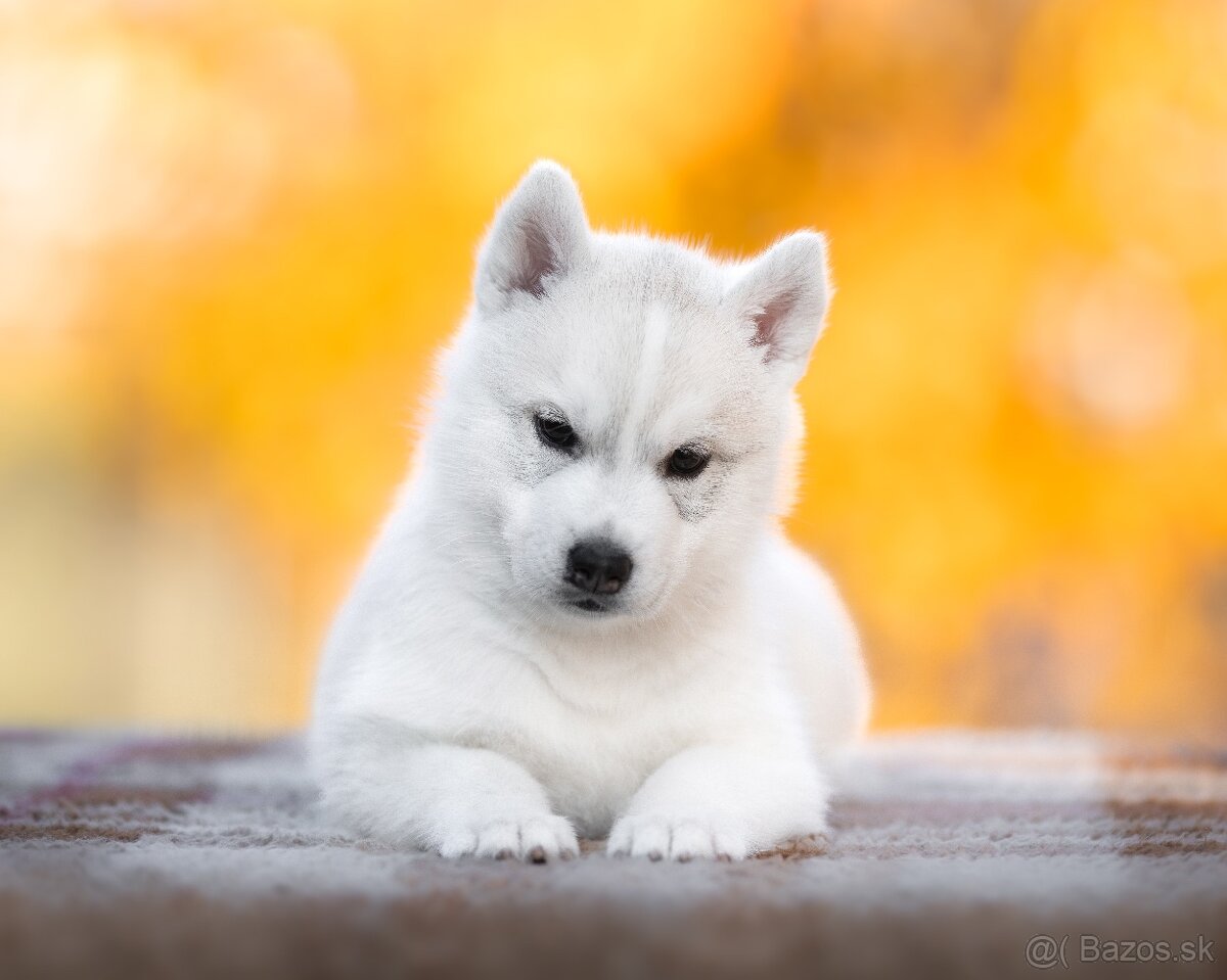 Exkluzívna fena sibírsky husky s PP