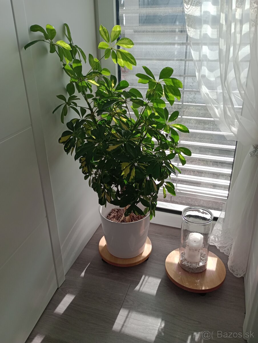 Izbovy kvet Schefflera