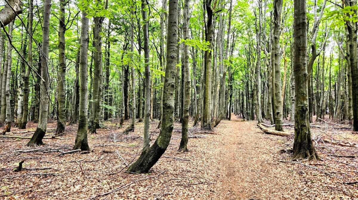 Hontianske Tesáre – 1.716 m2 LESNÉ POZEMKY