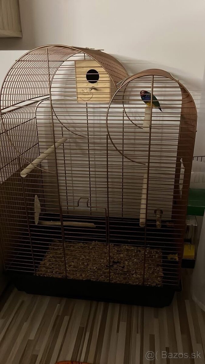 Kúpim Amadinu Gouldovu