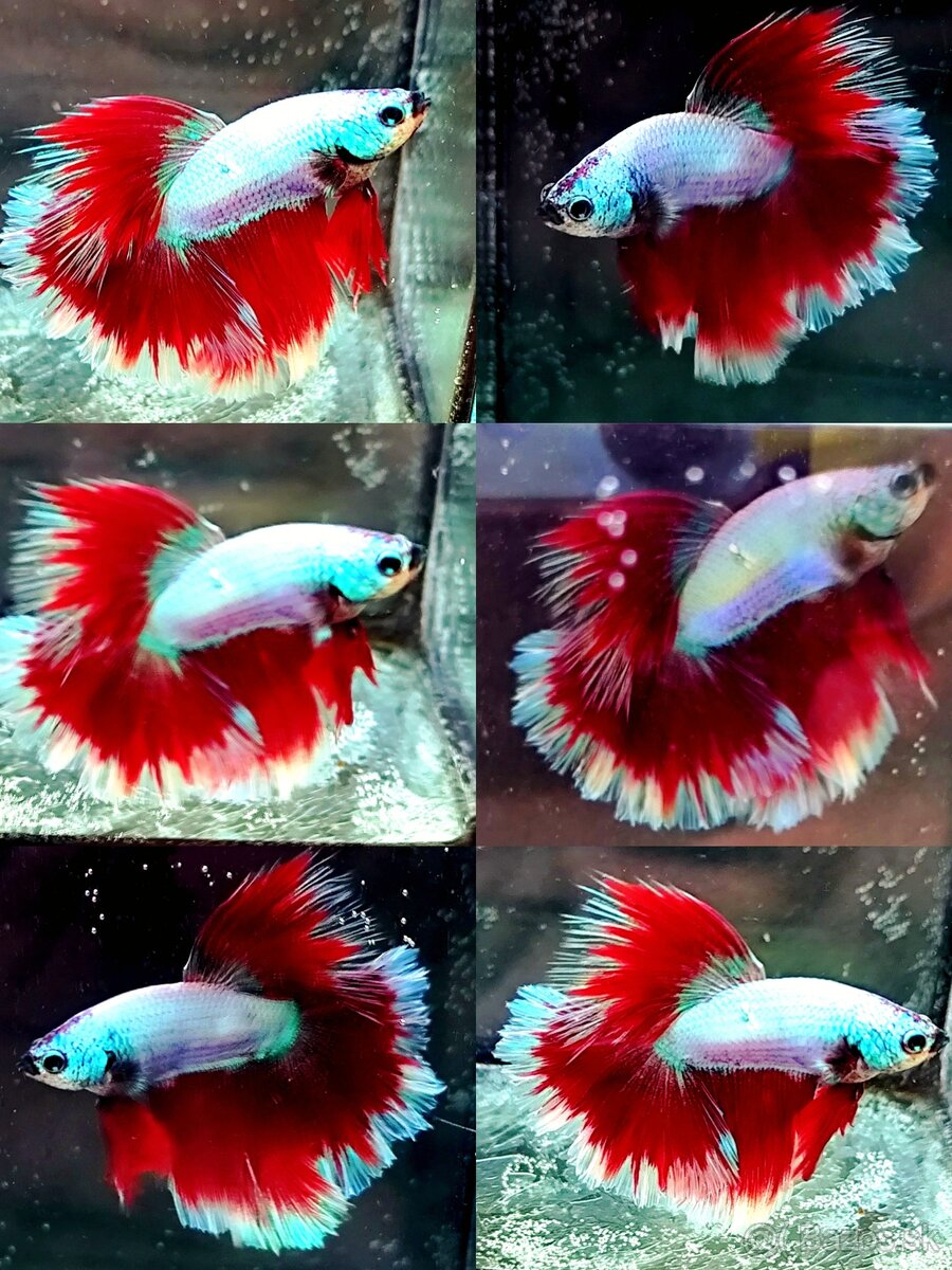 Betta Splendens - Bojovnica Pestrá.