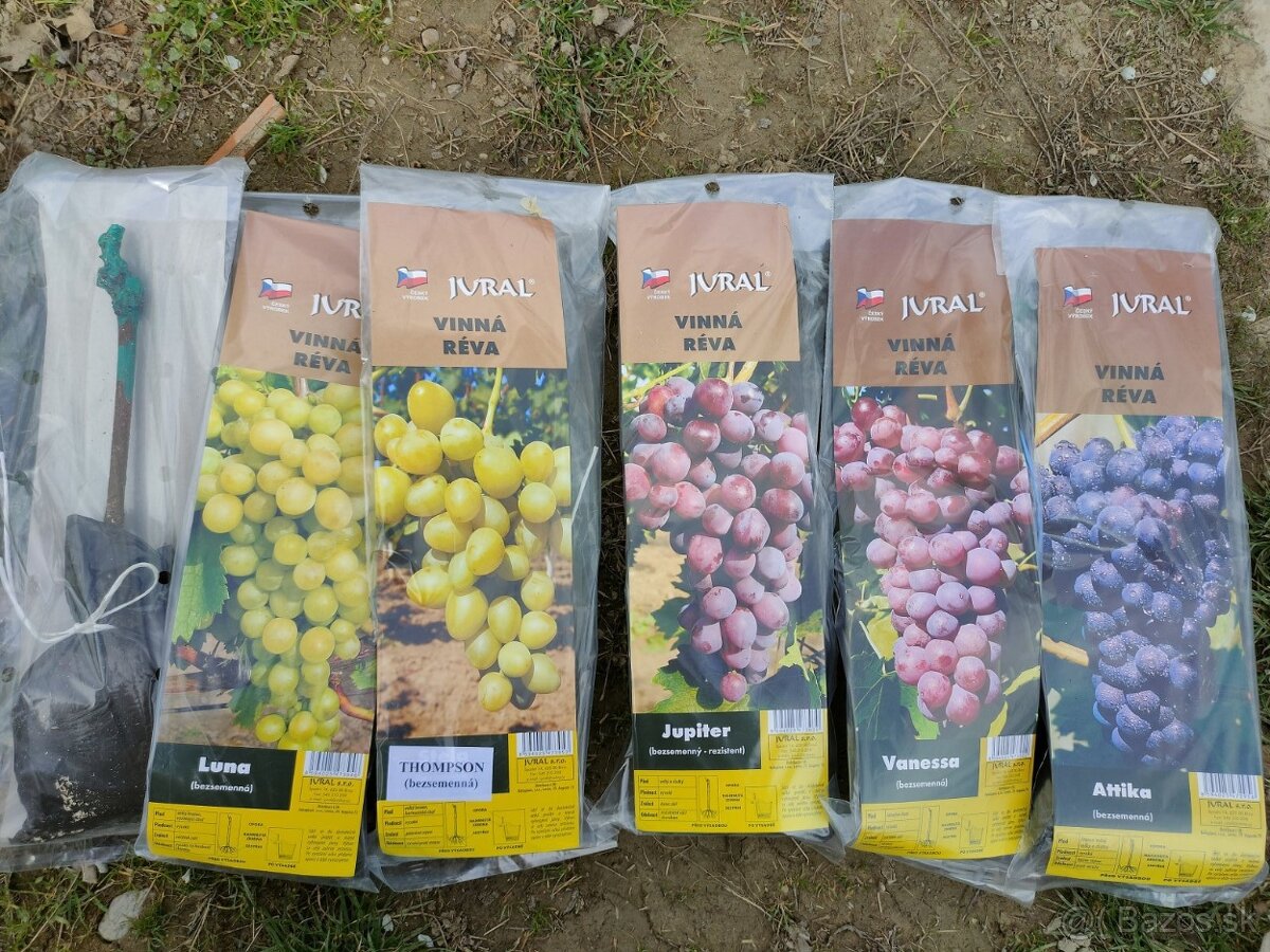 Bezsemenné hrozno, bezsemenný vinič
