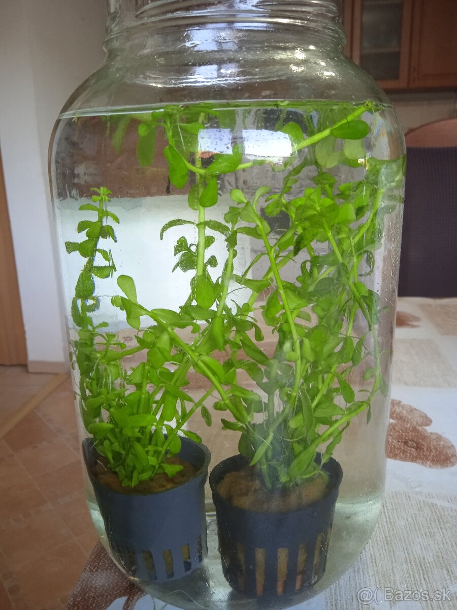 Akvárijne rastliny, rybky, slimáky