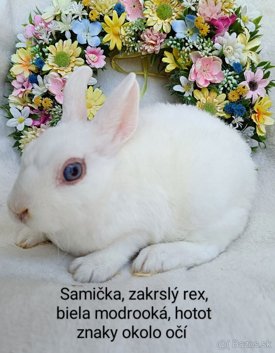 Zakrslé ( zdrobnené) rexy s VP samičky