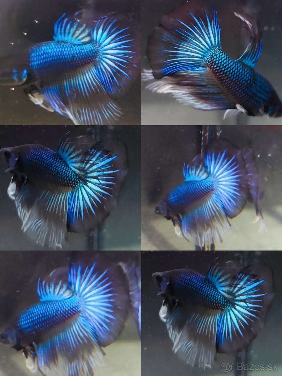 Betta Splendens - Bojovnica Pestrá.