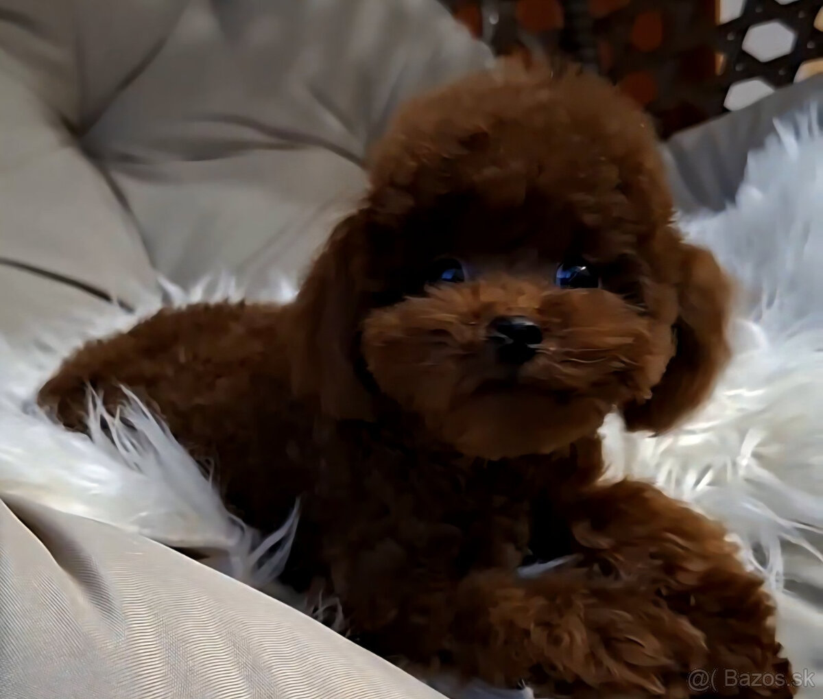 pudel teacup girl 6mes. 1.3kg