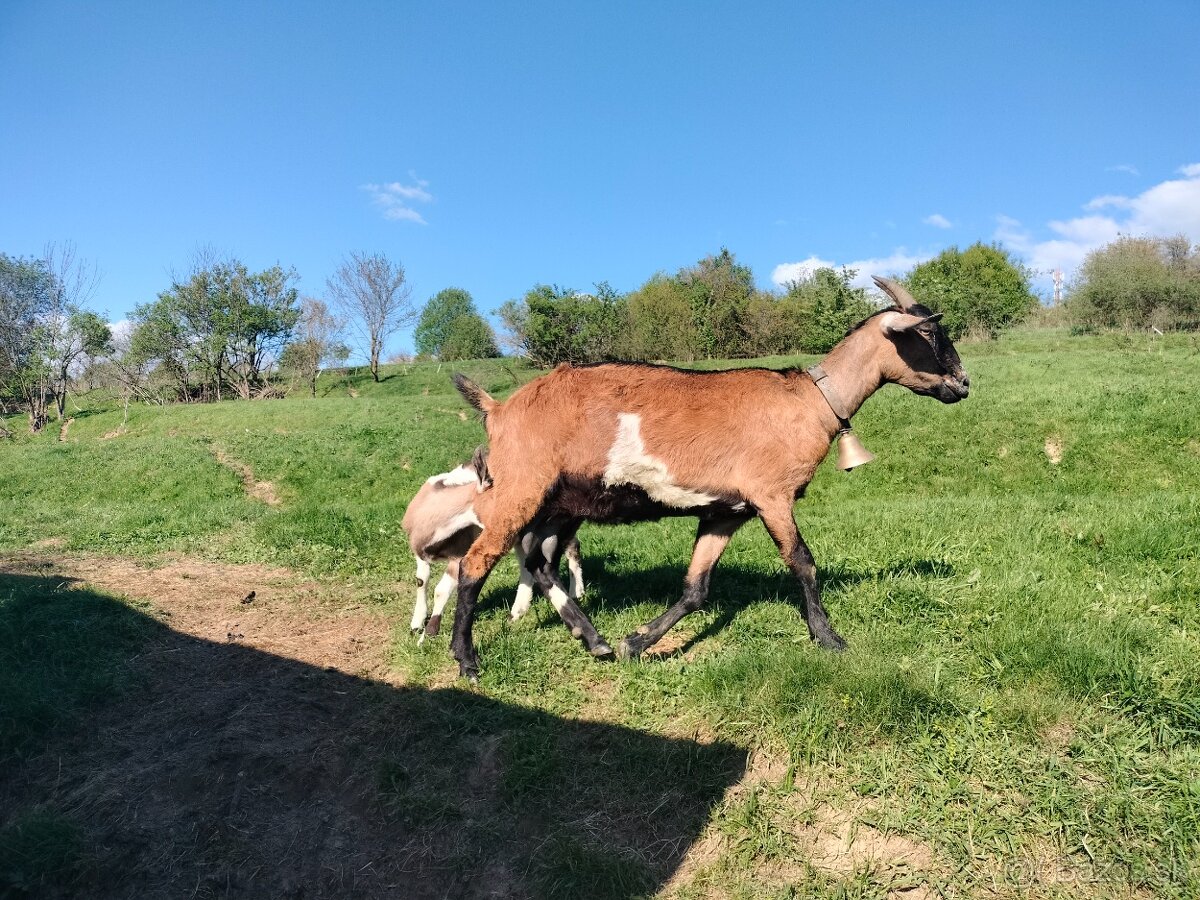 Koza na predaj