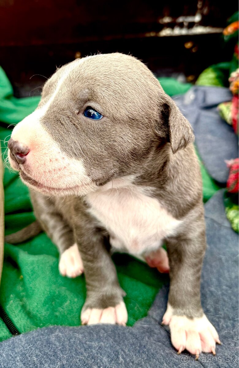 Americký stafordšírský Teriér, Staford, Amstaff, AST