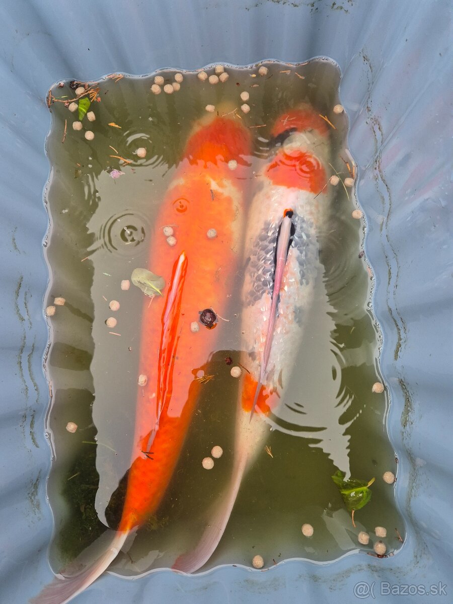 Koi kapre