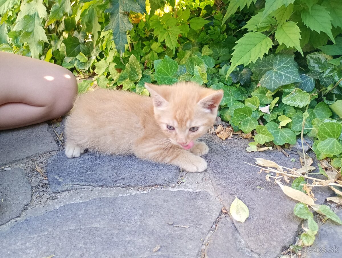 Maciatka
