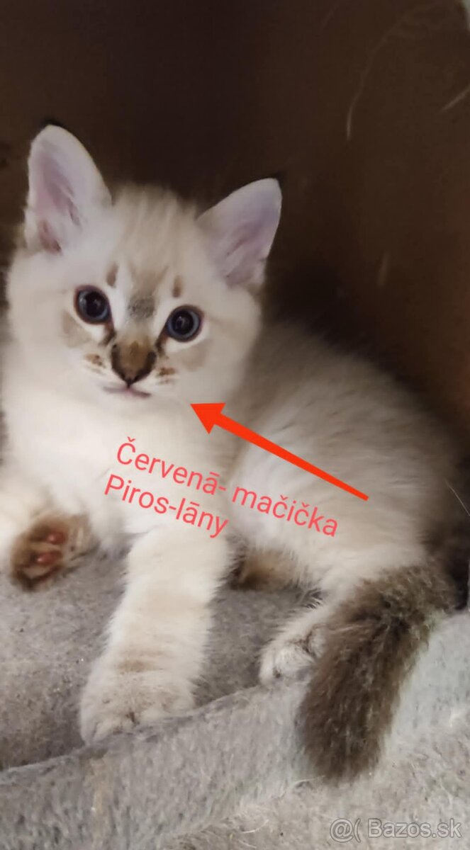 Ragdoll mačičky bez PP