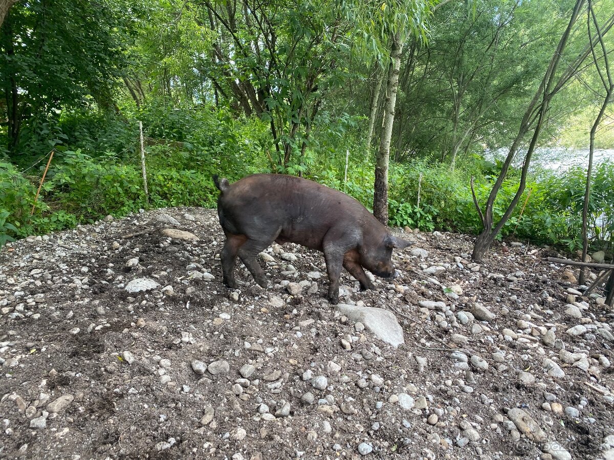 Predám kanca durock