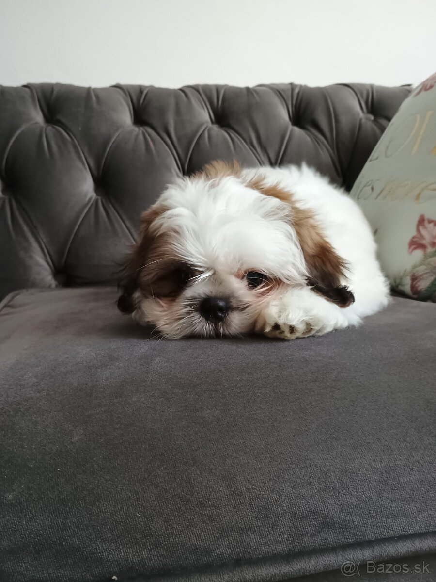 Shih tzu