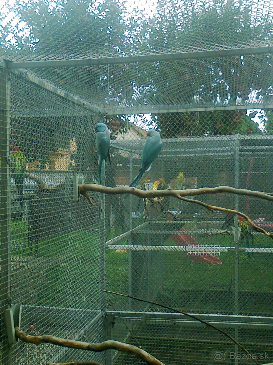 Alexander maly modry