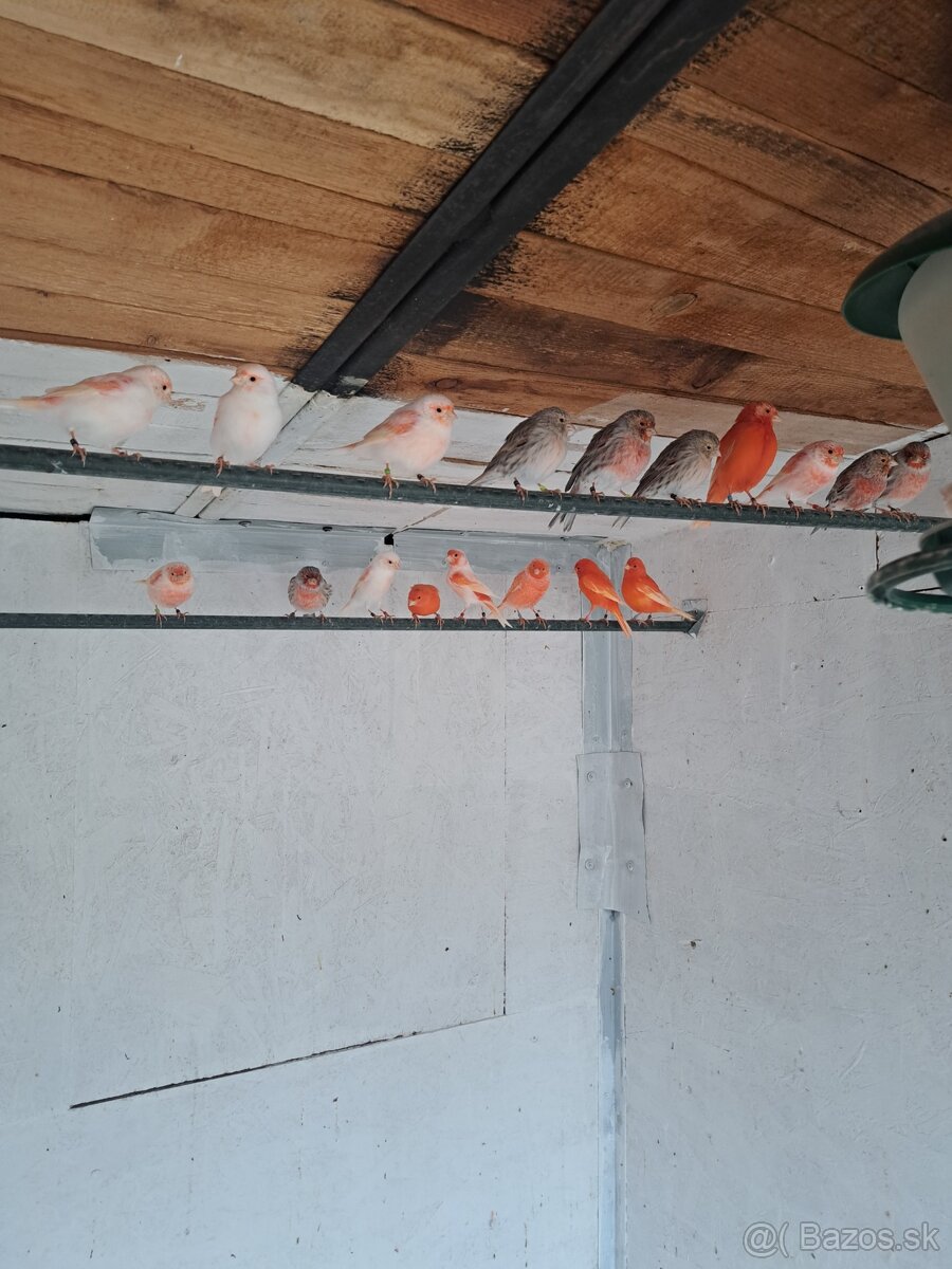 Kanáre - predaj