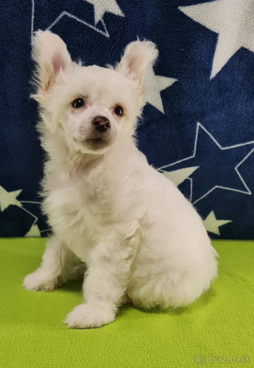 čínsky chocholatý pes