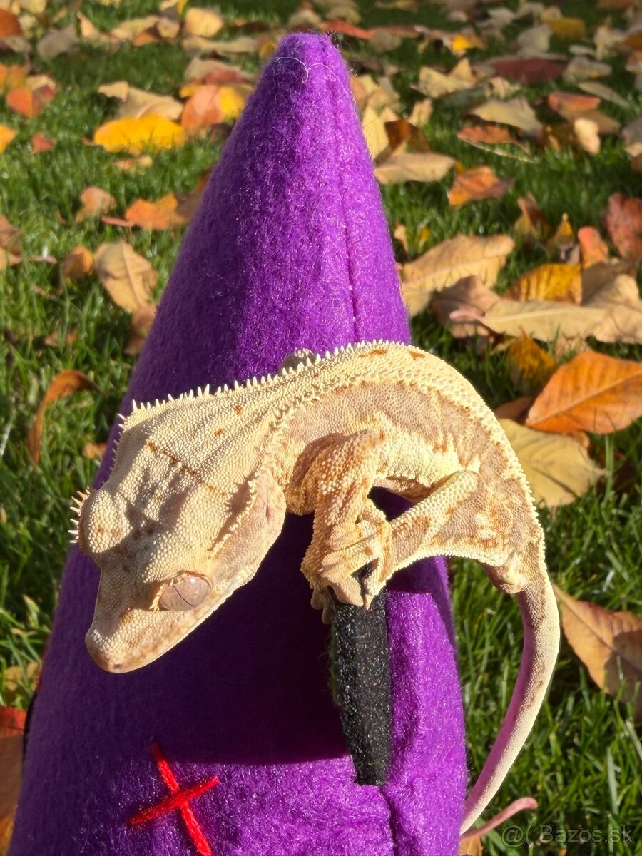 Pagekon riasnatý / Crested gecko