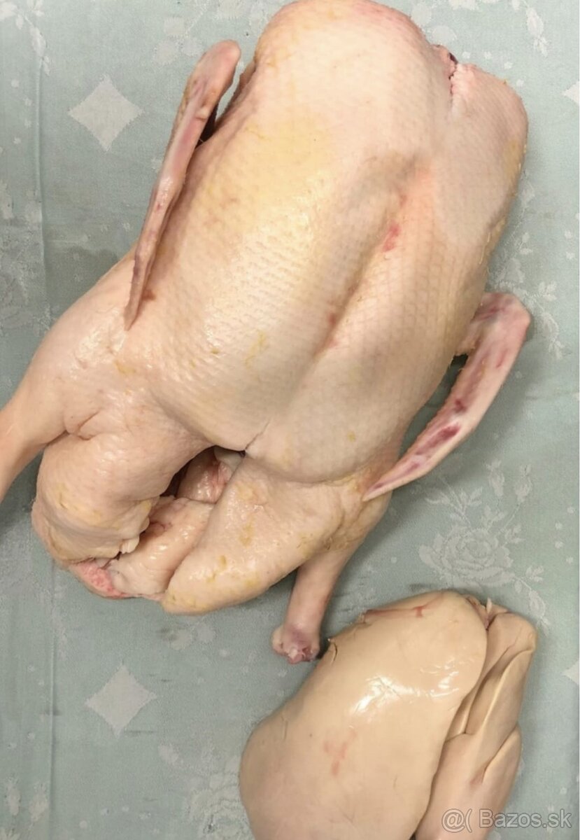 Domáce vykŕmené husokačky