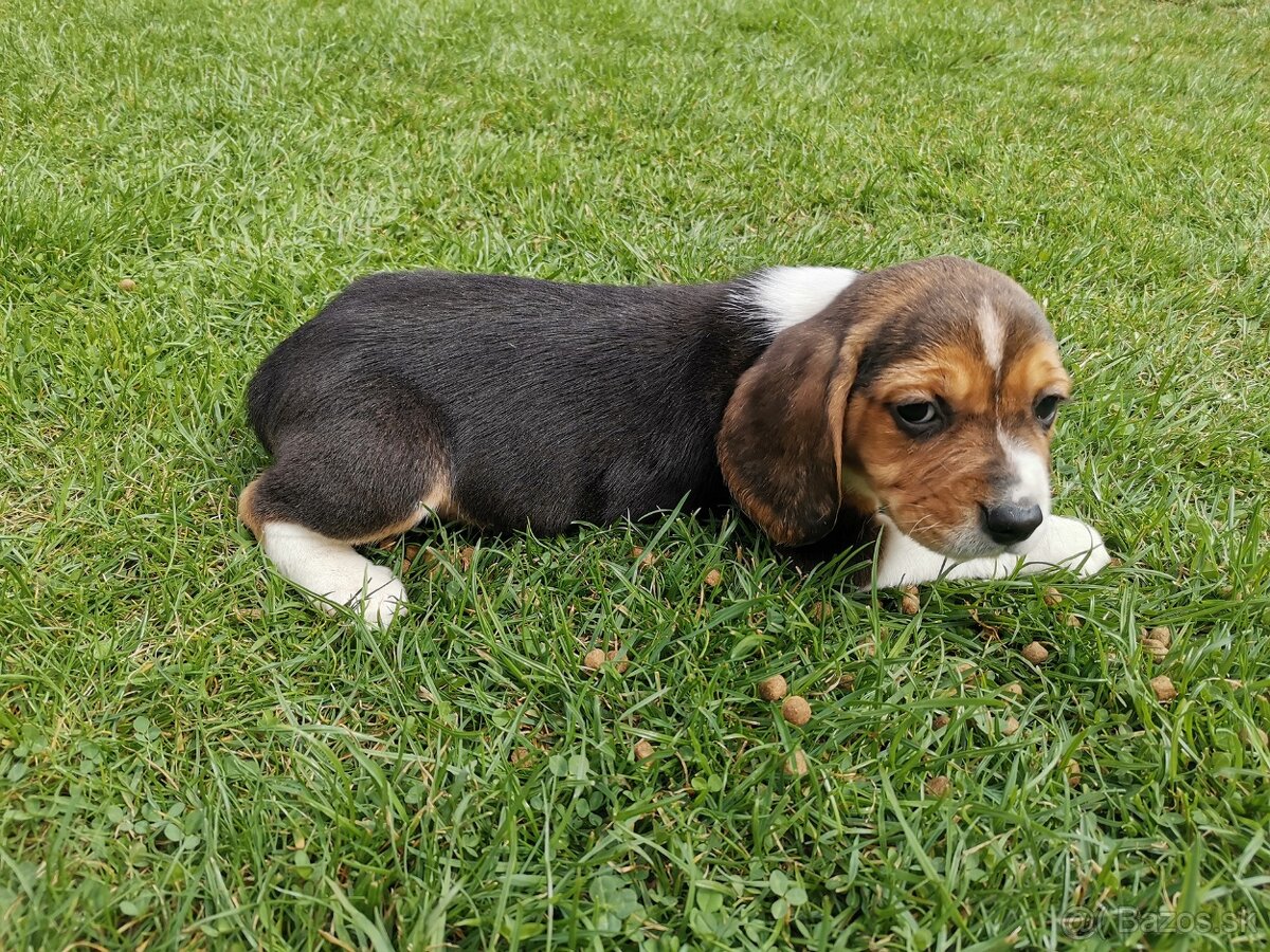 bígl, bígel, beagle