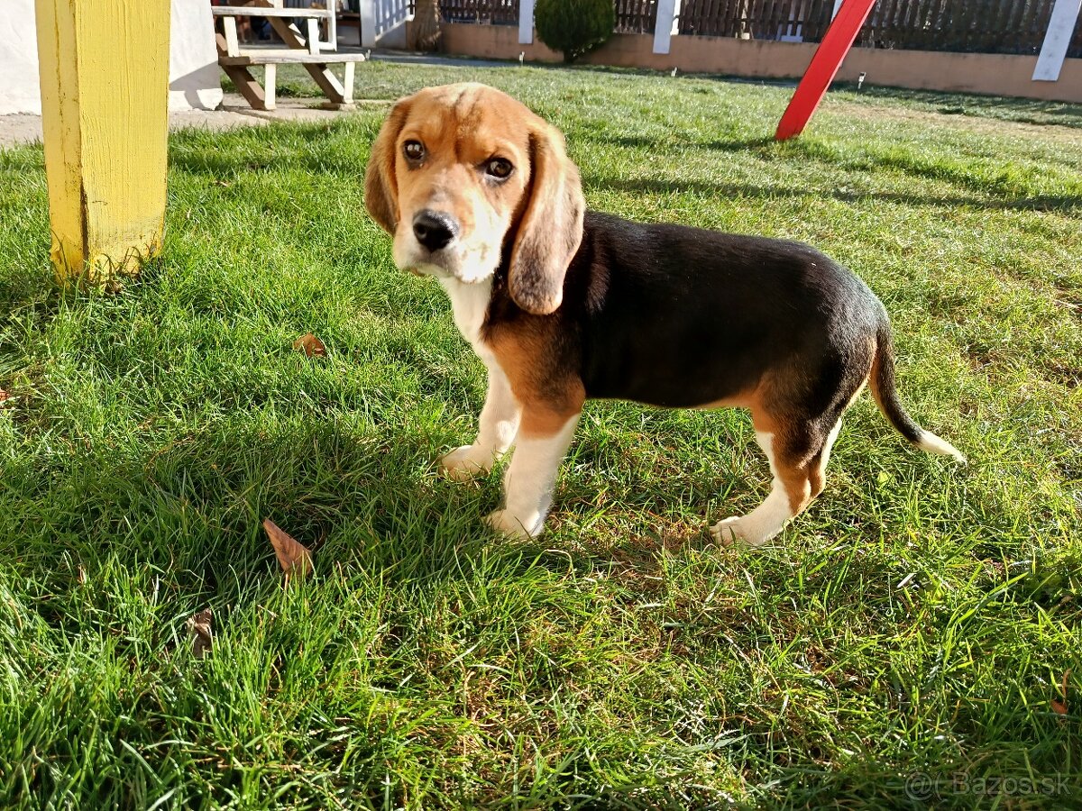 bígl, bígel, beagle