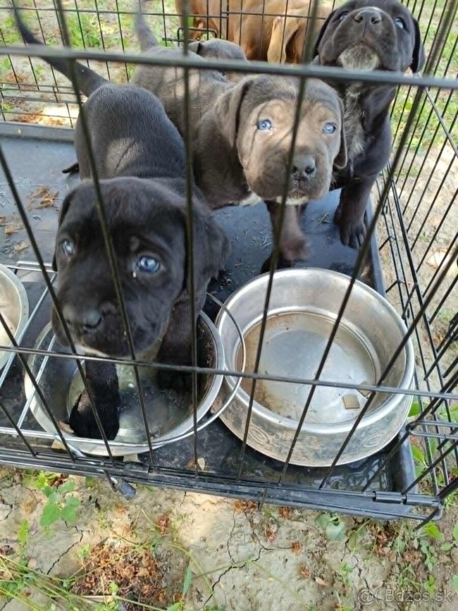 Cane Corso
