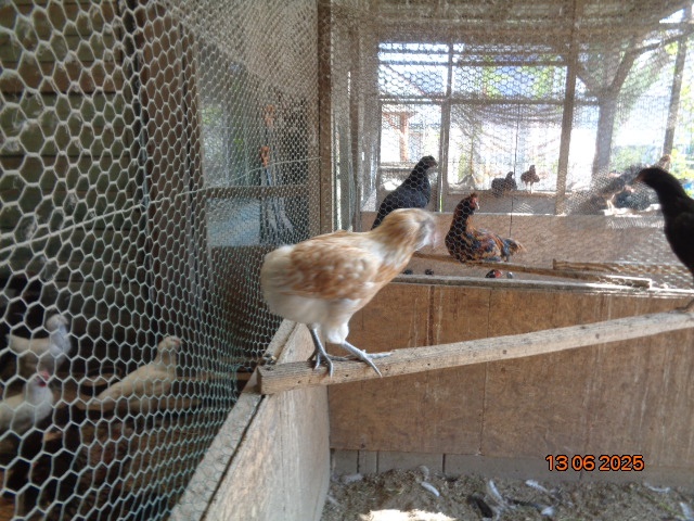 Sliepky plemena Araucana