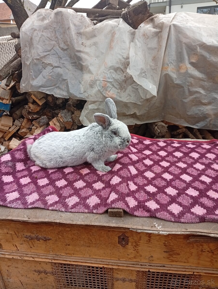 Predám králiky rôzne druhy cena 40€