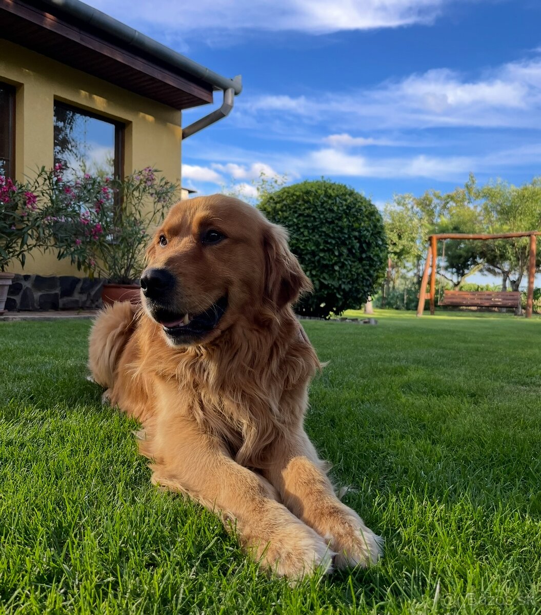 Zlatý retriever na krytie