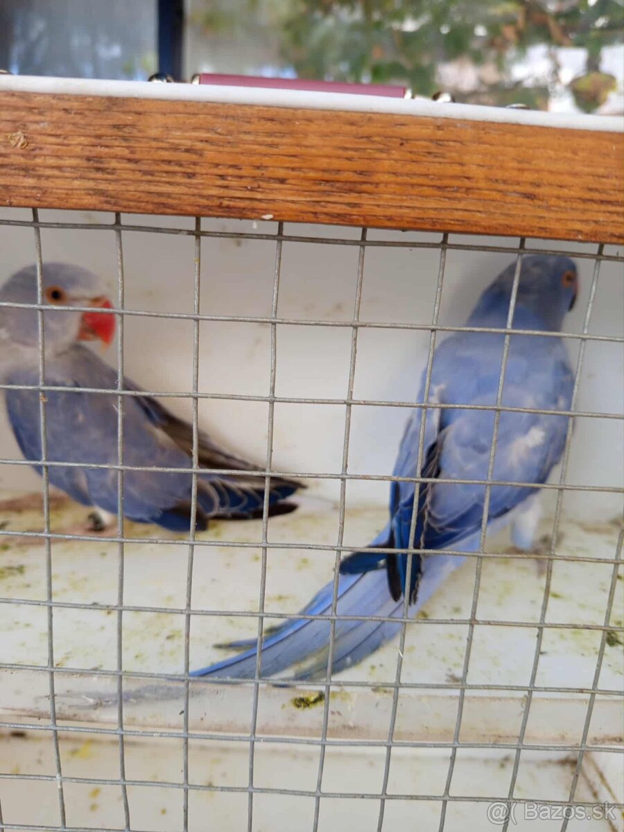 Predám Alexandre malé violetta  H-Ch