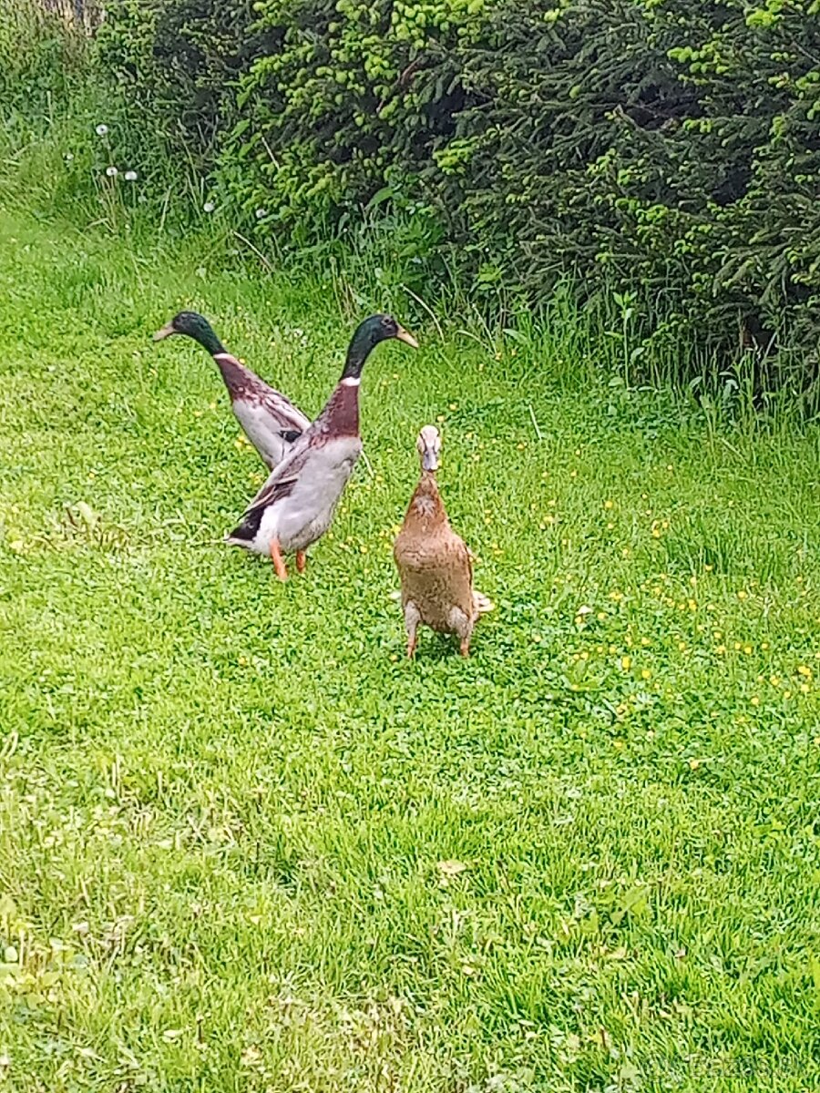 Bažant zlatý a strieborný ,Indické bežce