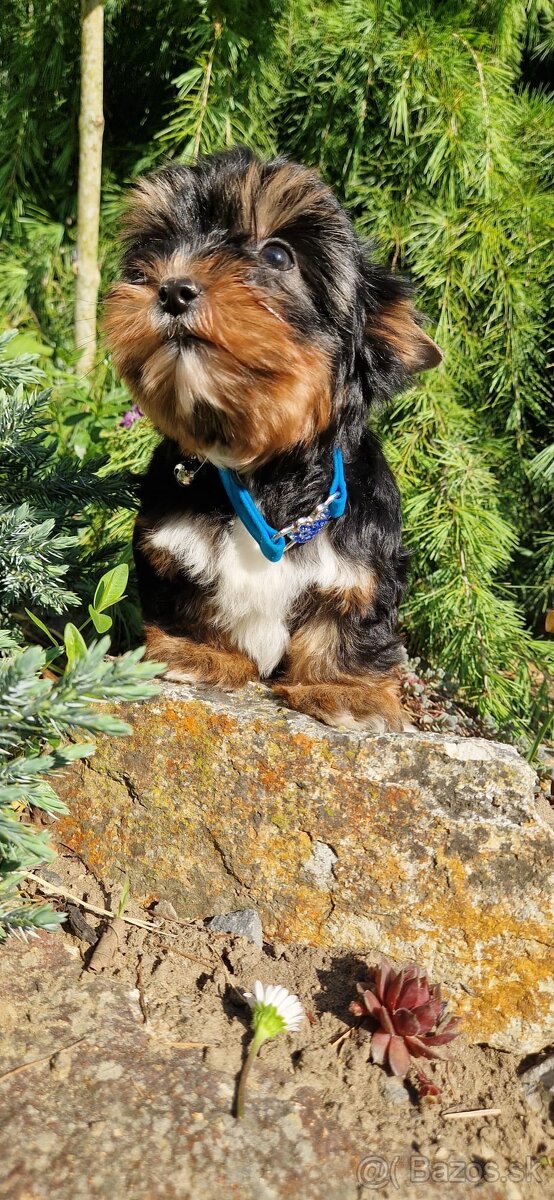 Yorkshire terrier