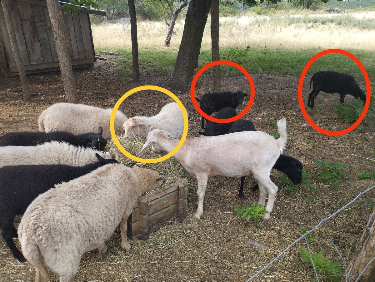 Mini ovečky
