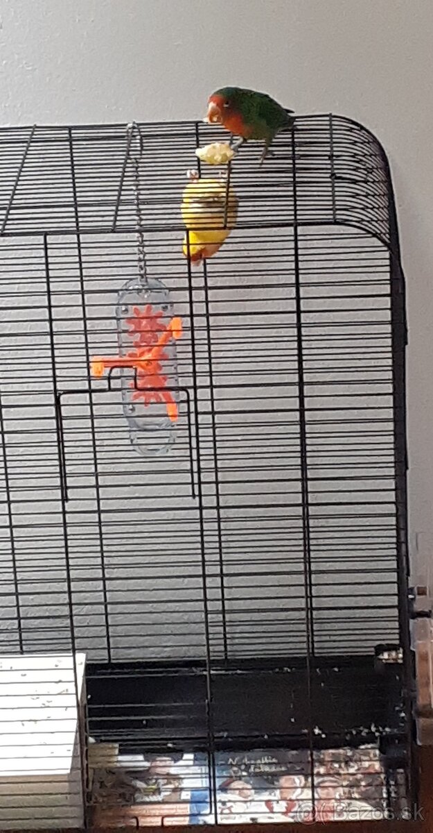 Agapornis ružovohrdly