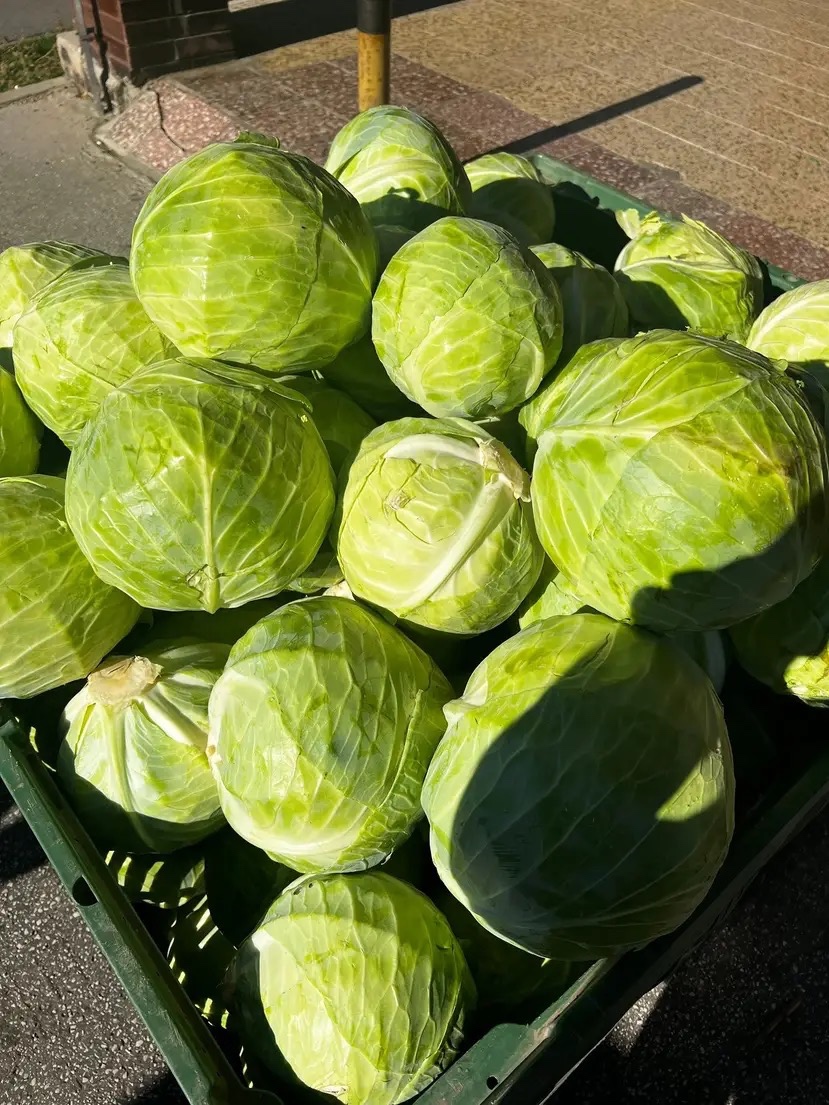 Rezaná Kapusta