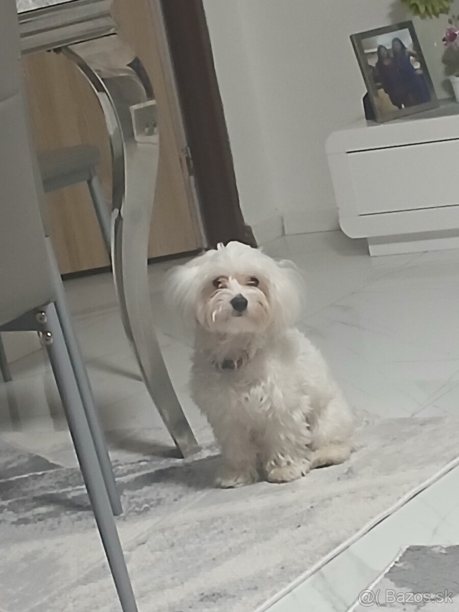 Maltezak mini predam