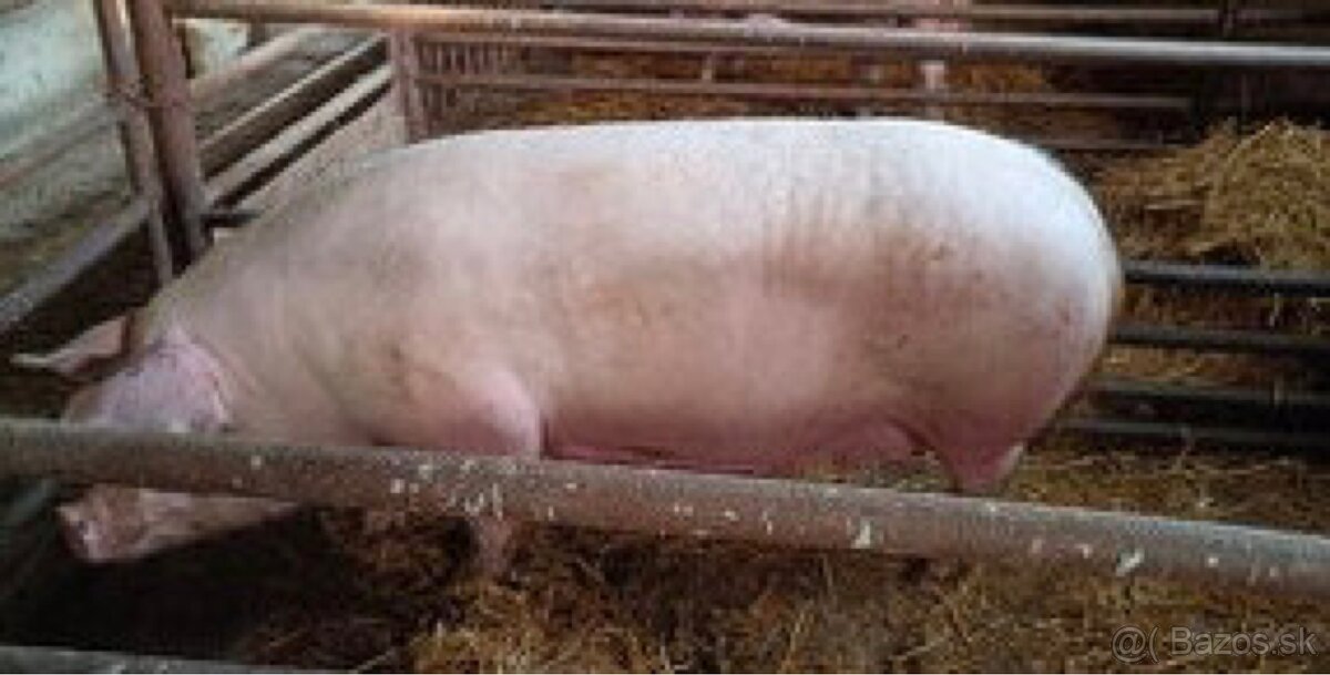 Prasa domace po 2,50€ za kilo