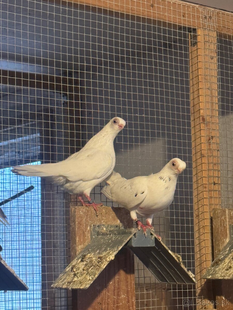 Budapeštiansky kratkozoby letun