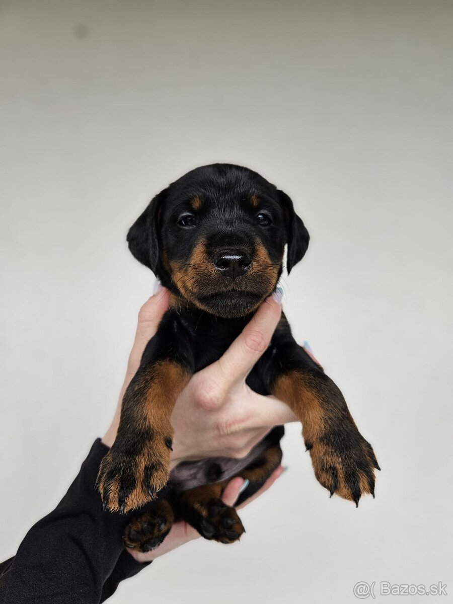 Jagdterrier