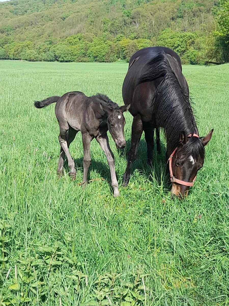 QH kobyla
