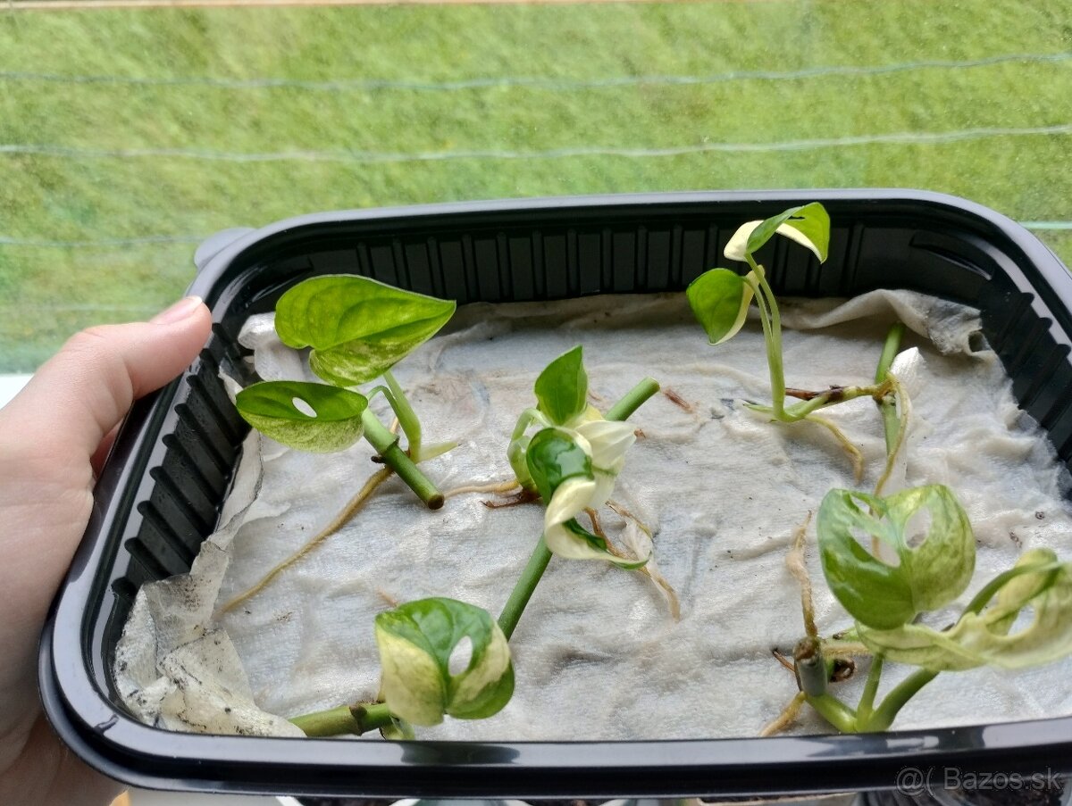 Monsters adansonii variegata (monkey masck)