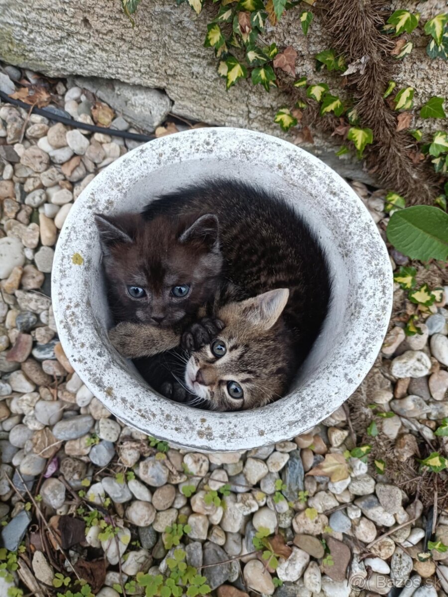 Darujem mačiatka