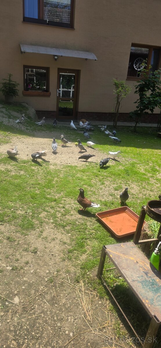 Predam holuby krížence
