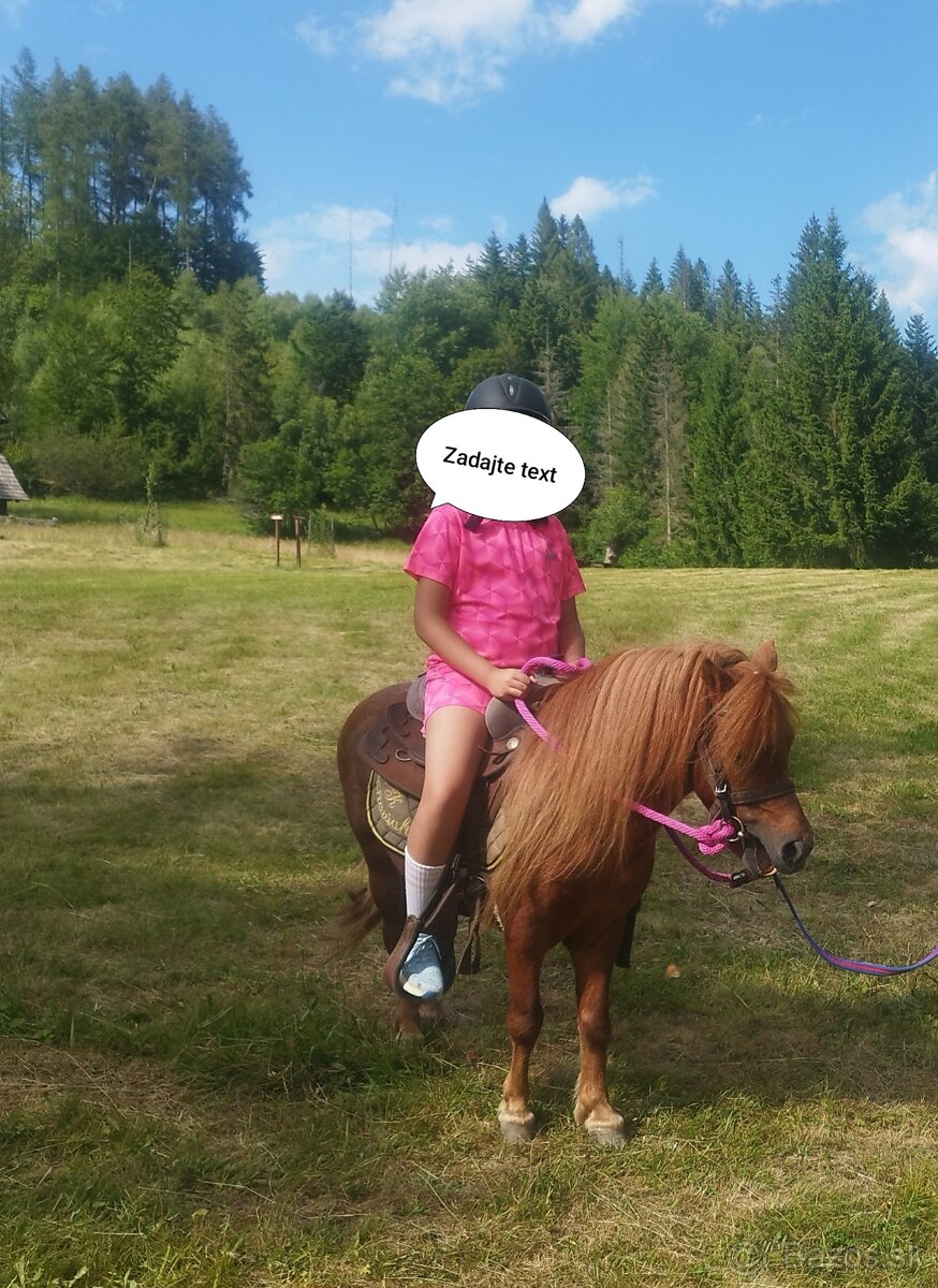 Shetland pony