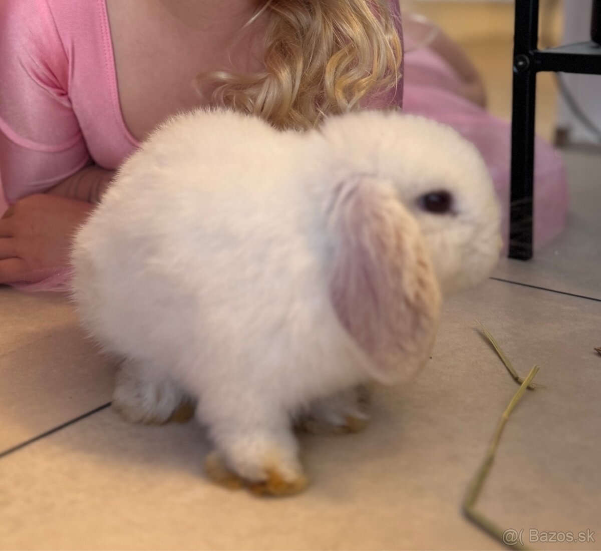 Mini lop samcek