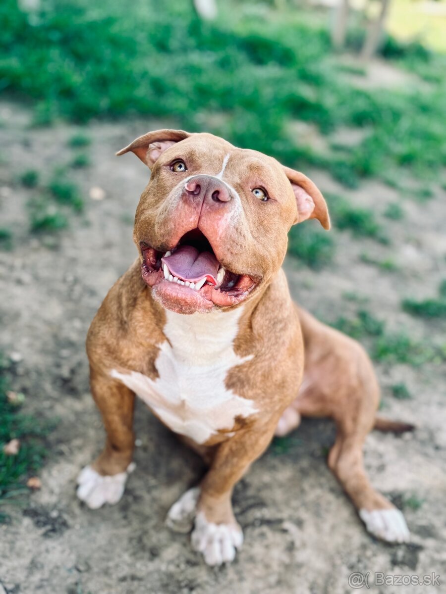 American Bully