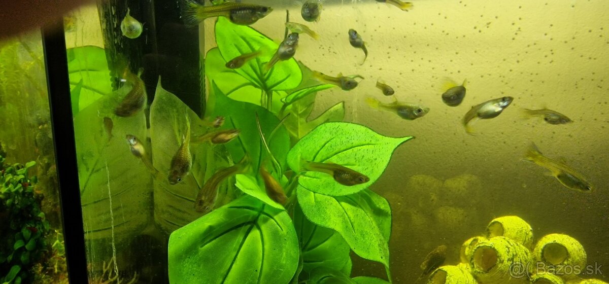 Guppy mix a prísavníky Ancistrus