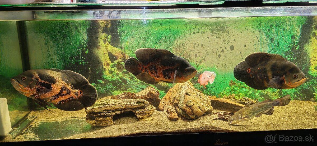 Ocellatus, cichlida pavia